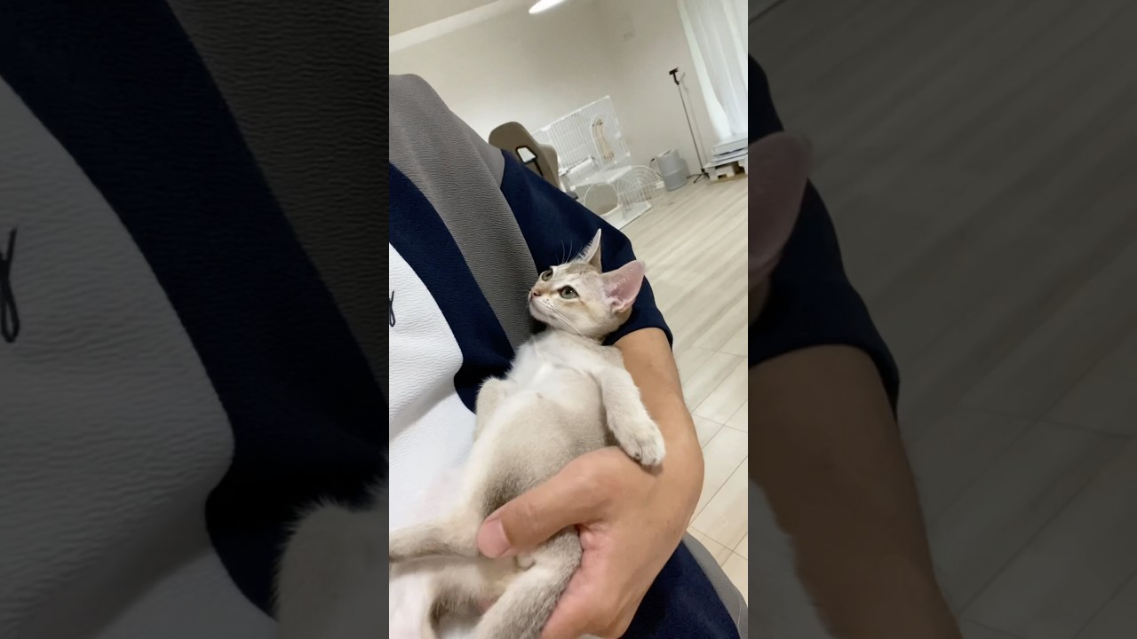 【可愛い子猫】抱っこが大好きなシンガプーラ#子ネコ #shorts #猫のいる暮らし