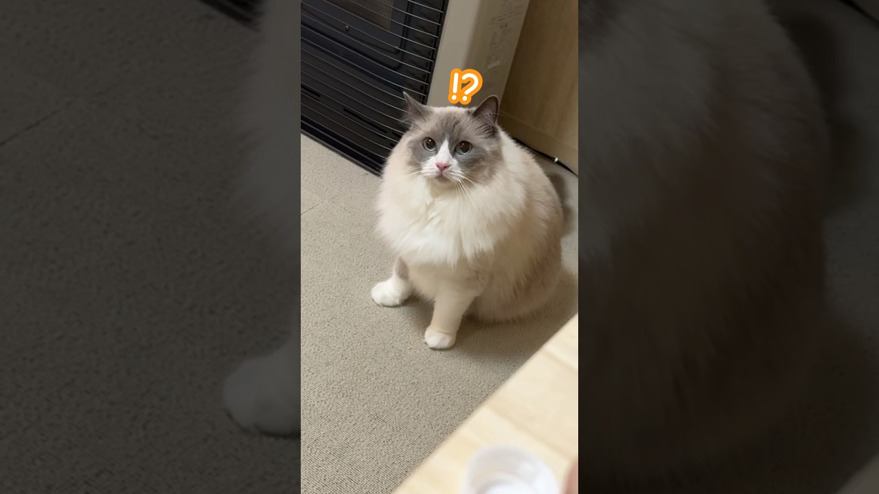 まだまだ大好きなキャップ遊び🐈 #funny #pets #cat #猫 #ベル #ラグドール #コロ #ラガマフィン #shorts