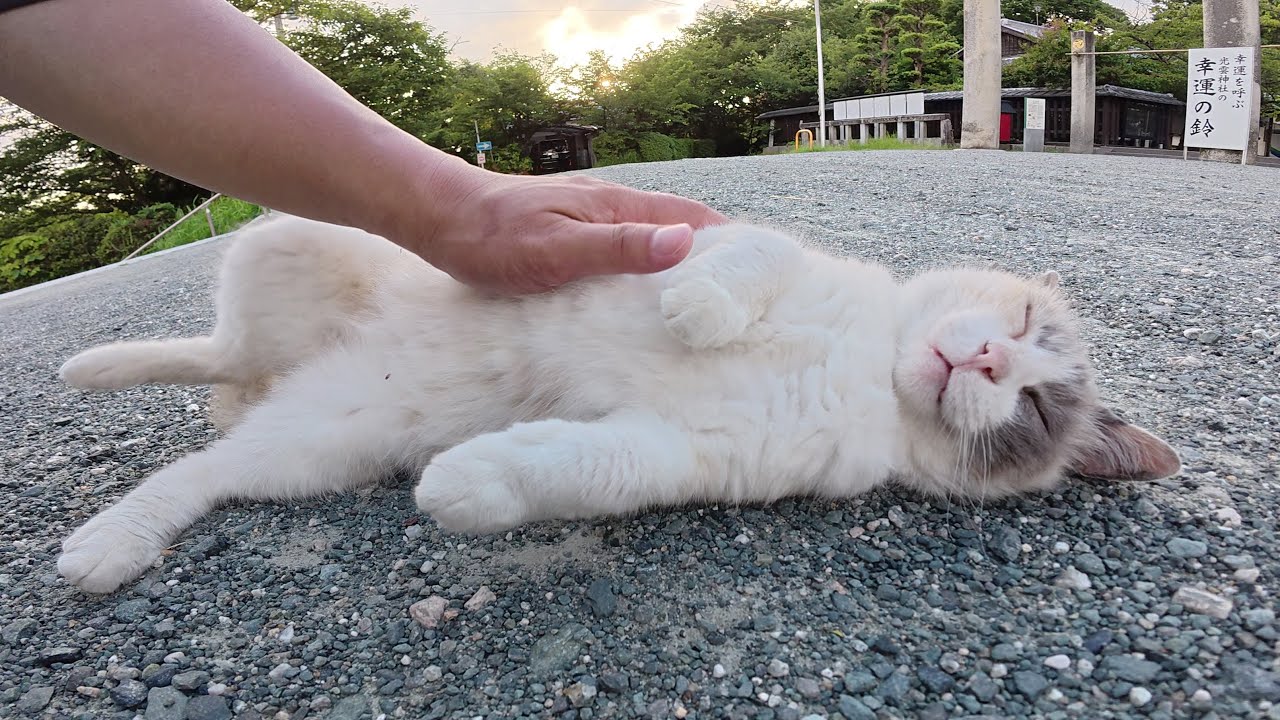 黒猫とシャム猫の神主さんが夕方の神社をパトロールする