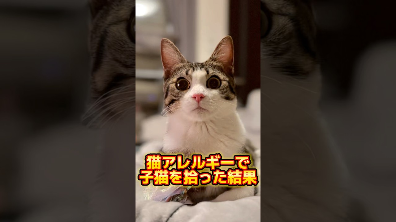猫アレルギーだけど子猫拾った結果 #shorts #子猫 #猫 #保護猫 #捨て猫 #catlovers #kitten