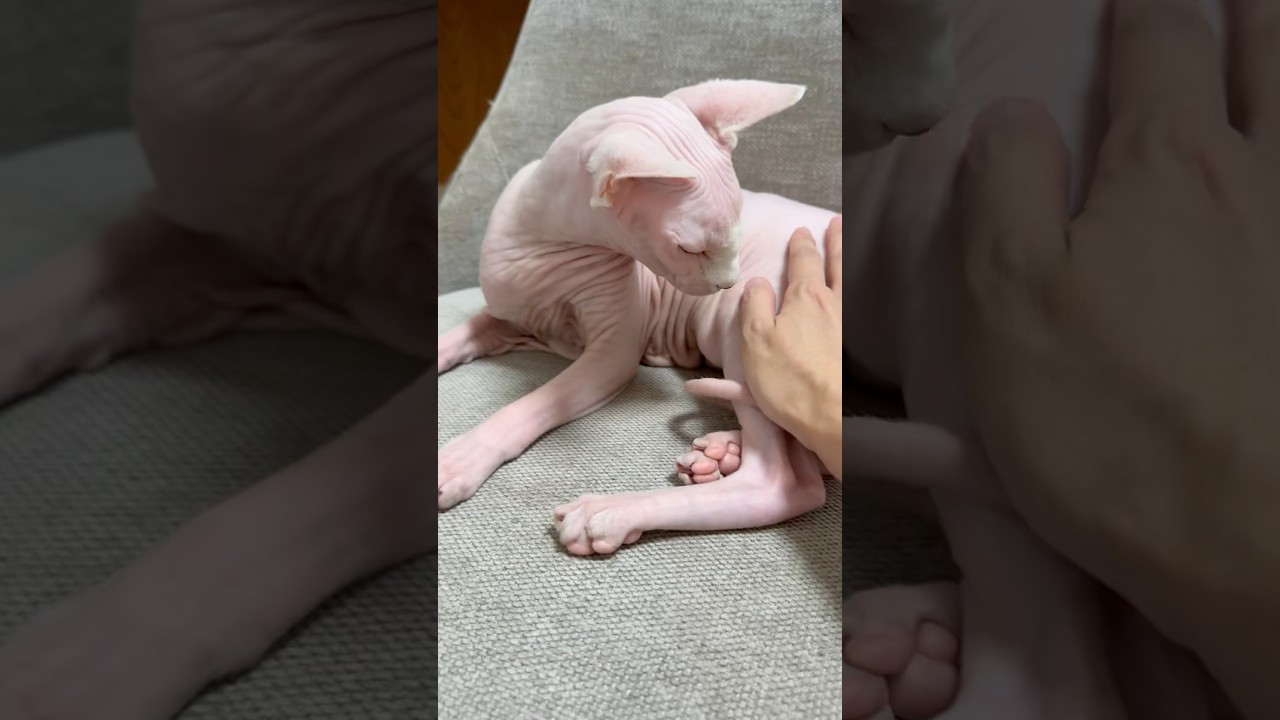 あったかちゃんのやわらかちゃんの毛のない猫【スフィンクス】