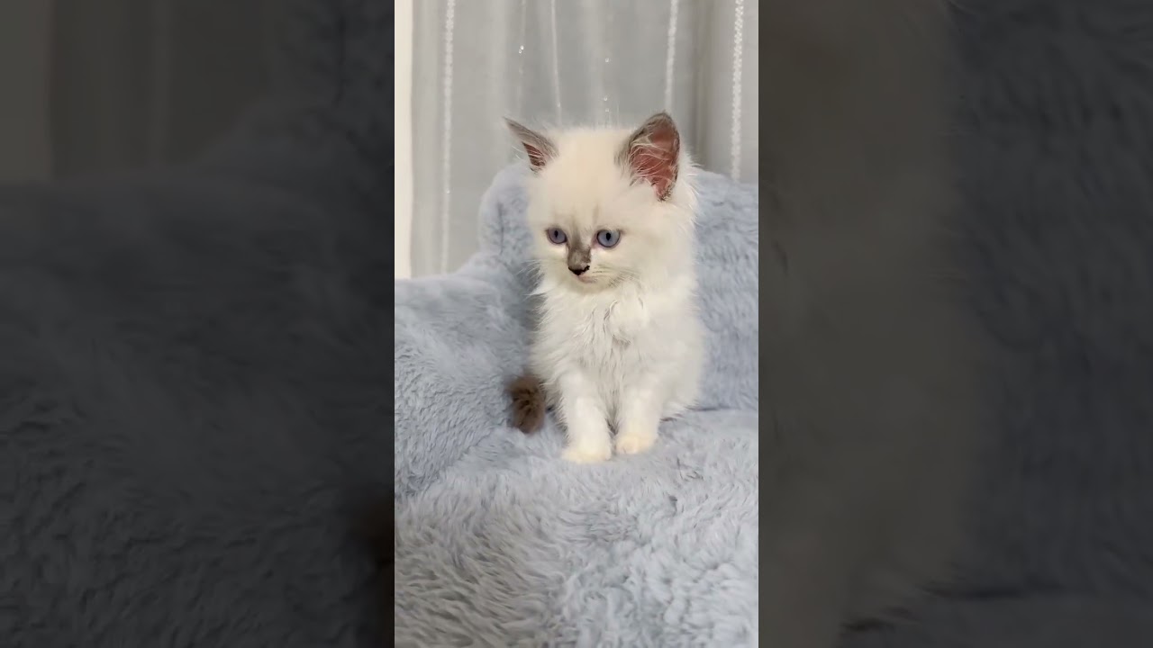 ラグドール 【おっとりさん🩷】まん丸おめめの美猫ちゃん♪（毛色：ブルーポイント）