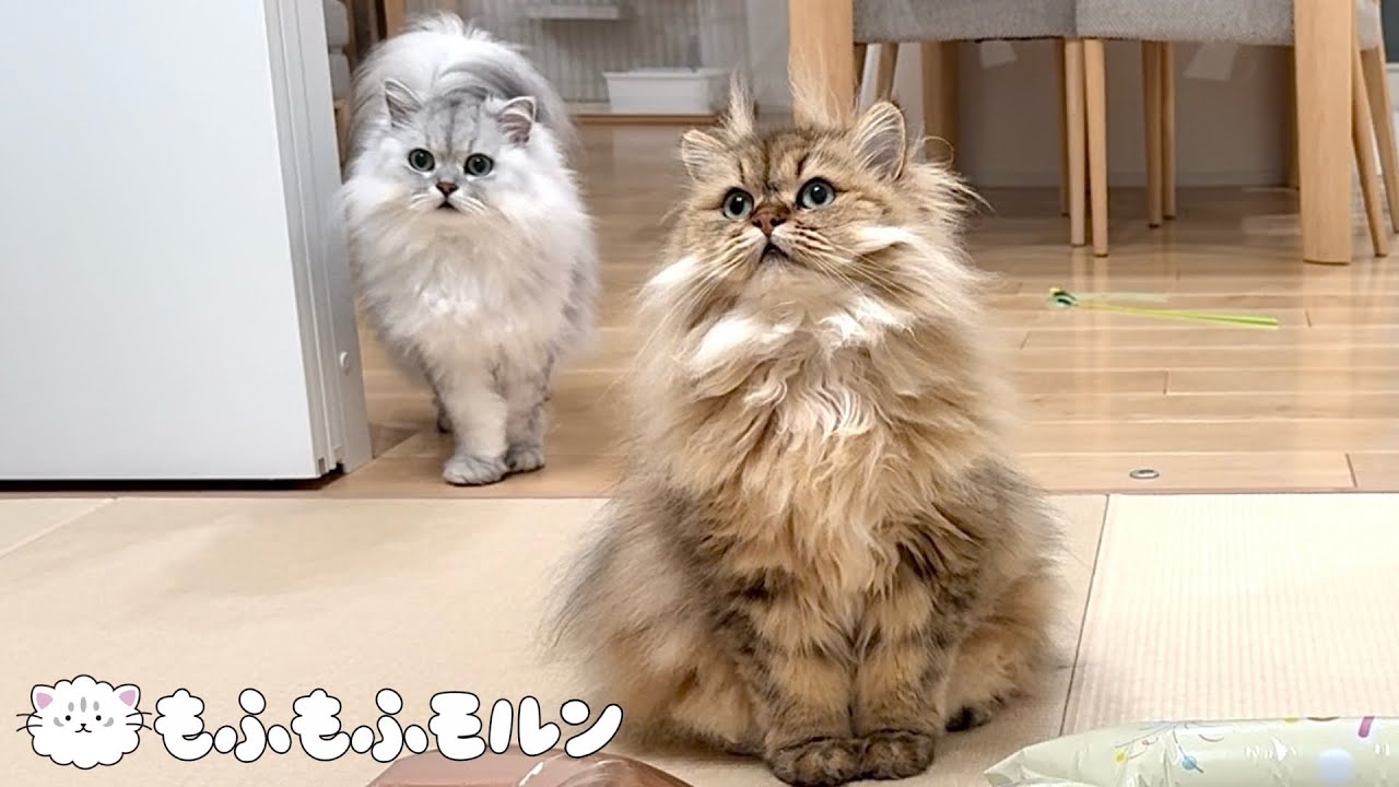 猫兄妹が一緒に何かしています 【サイベリアン】
