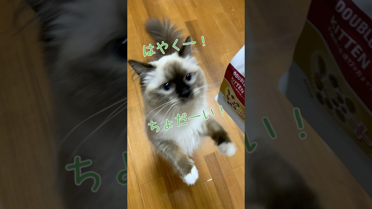 Catitレシピーズあげてみた #猫 #子猫 #cat #ragdolls #ラグドール #catitのある生活 #PR #shorts