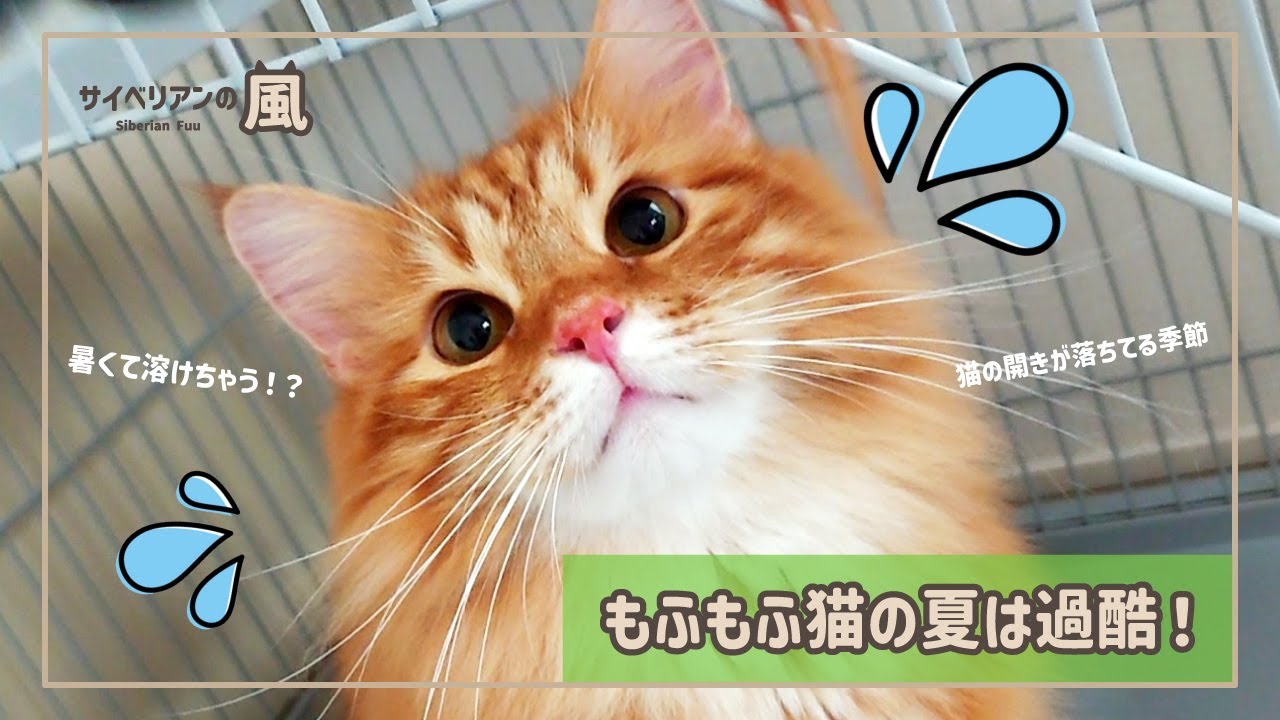 【#59】もふもふ猫の夏は過酷！【サイベリアンの男の子】