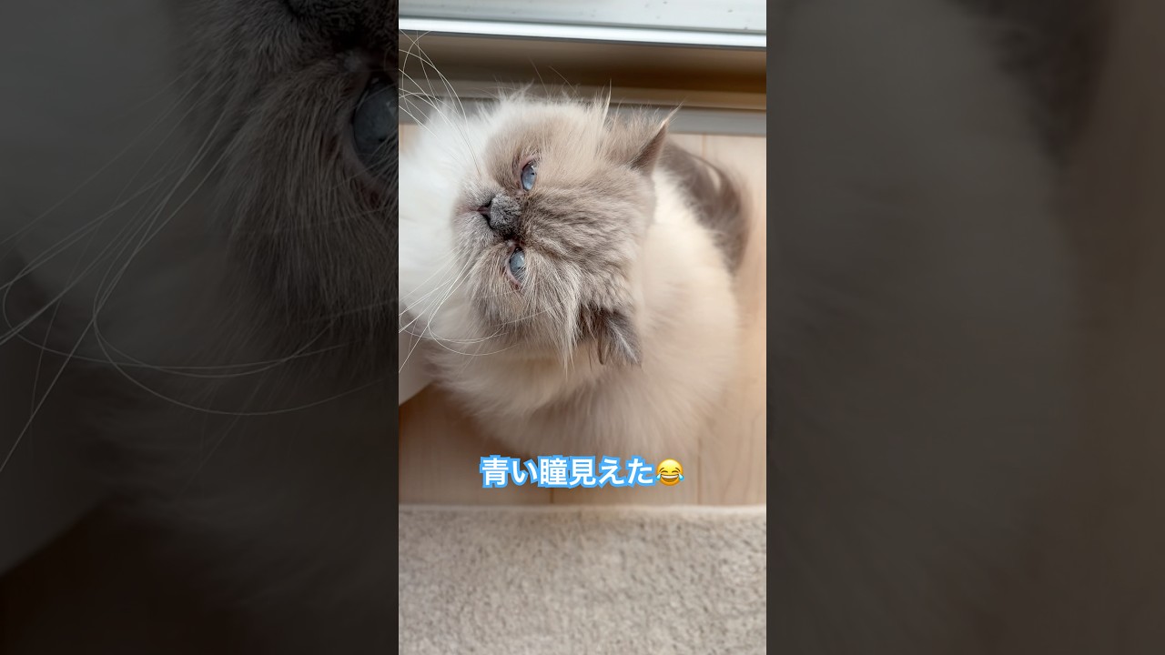 青い瞳見えたー！ヒマラヤンのマーベル🐈🐾 #猫のいる暮らし #猫のいる生活 #猫好きさんと繋がりたい #cat #元気になる動画 #shorts