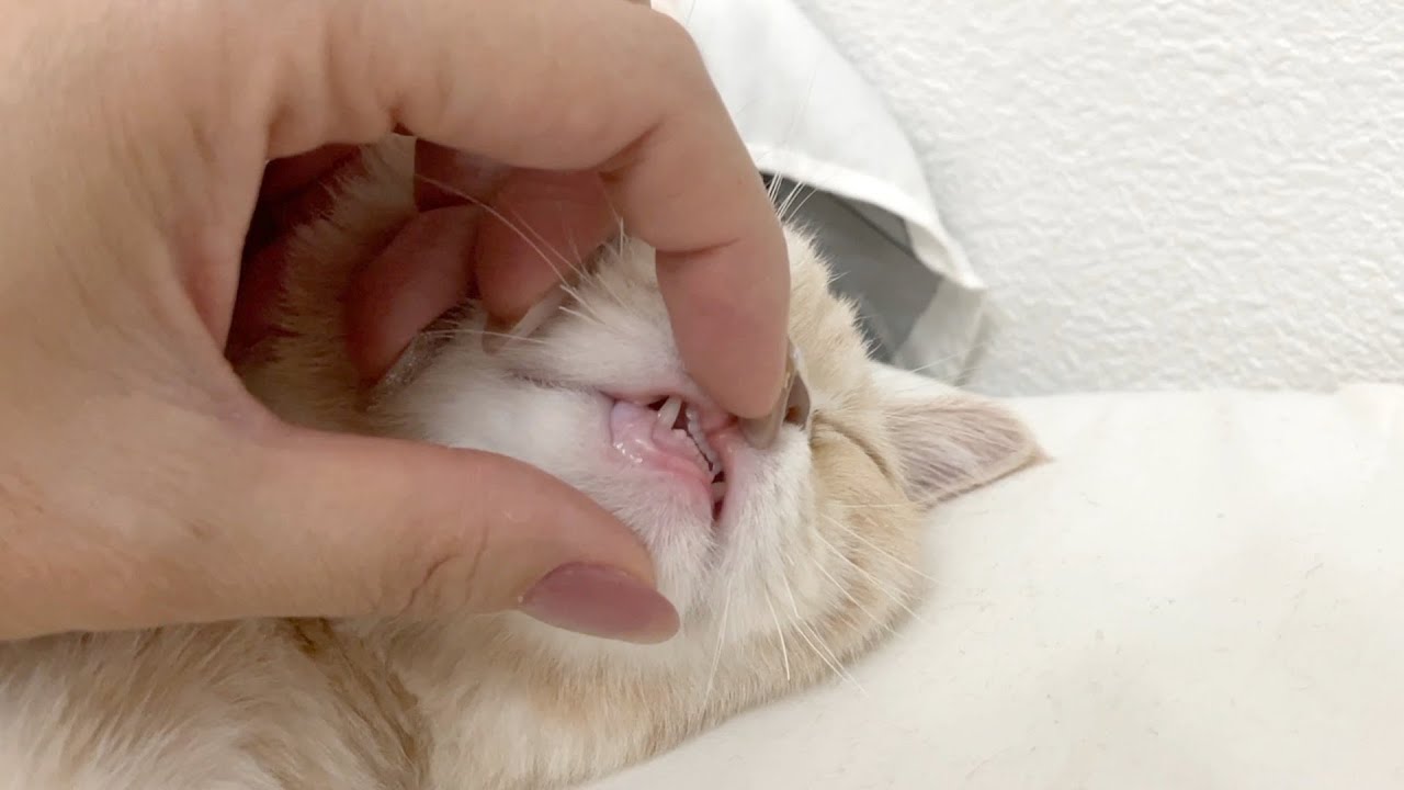 生後５ヶ月！ぶちゃカワ猫の歯並びについて【ブリティッシュショートヘア 】