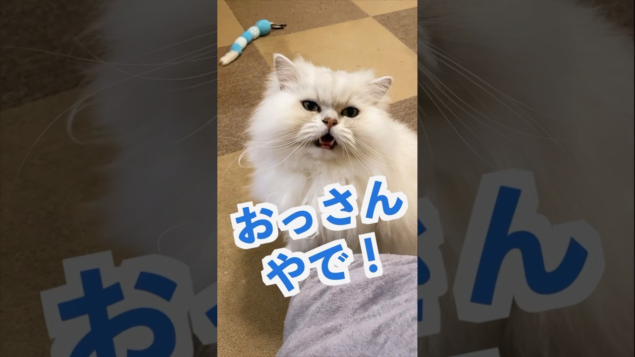 おっさんやで❗️ぎんちゃん#ペルシャ猫 #cat #persiancat #猫 #猫好きさんと繋がりたい
