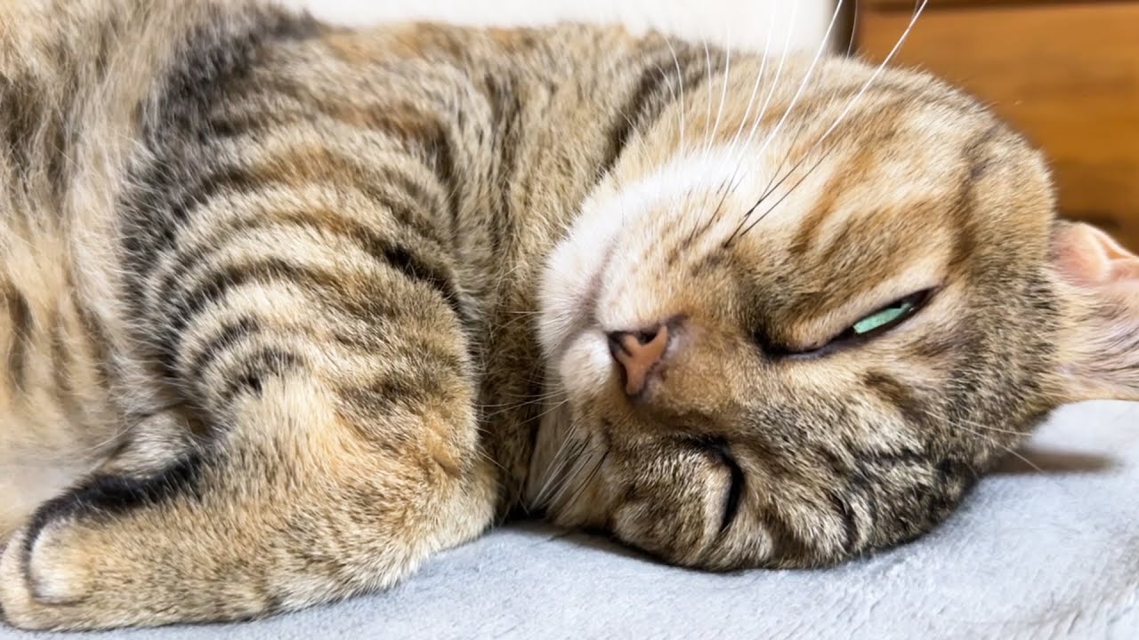 休憩中の飼い主の横で無防備すぎる猫たちに癒されました
