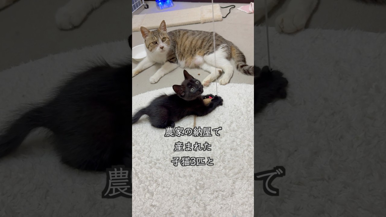 生後1ヶ月半の保護子猫3匹と母猫が、のんびり過ごします #shorts  #子猫動画 #保護子猫