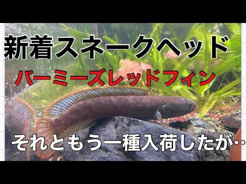 新着スネークヘッド！バーミーズレッドフィンともう一種入荷しましたが…