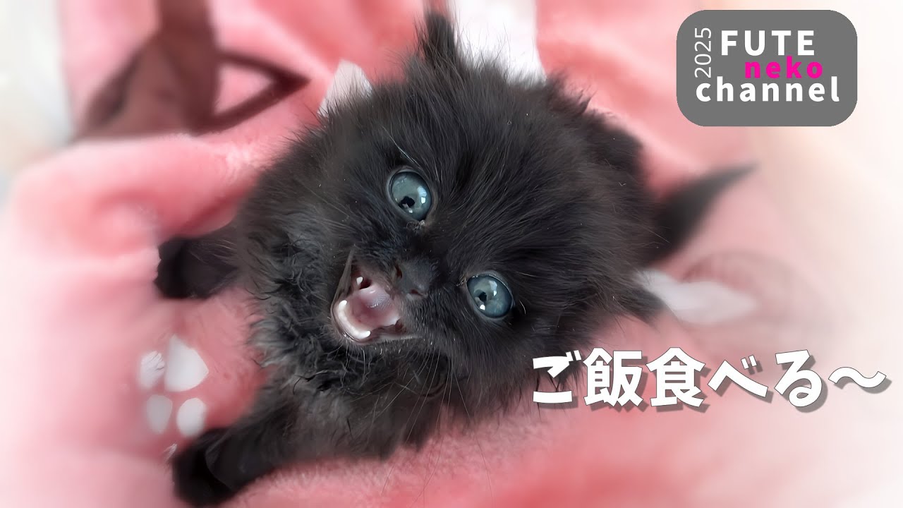 ギリギリで保護された子猫が急変した翌日の様子【保護子猫】