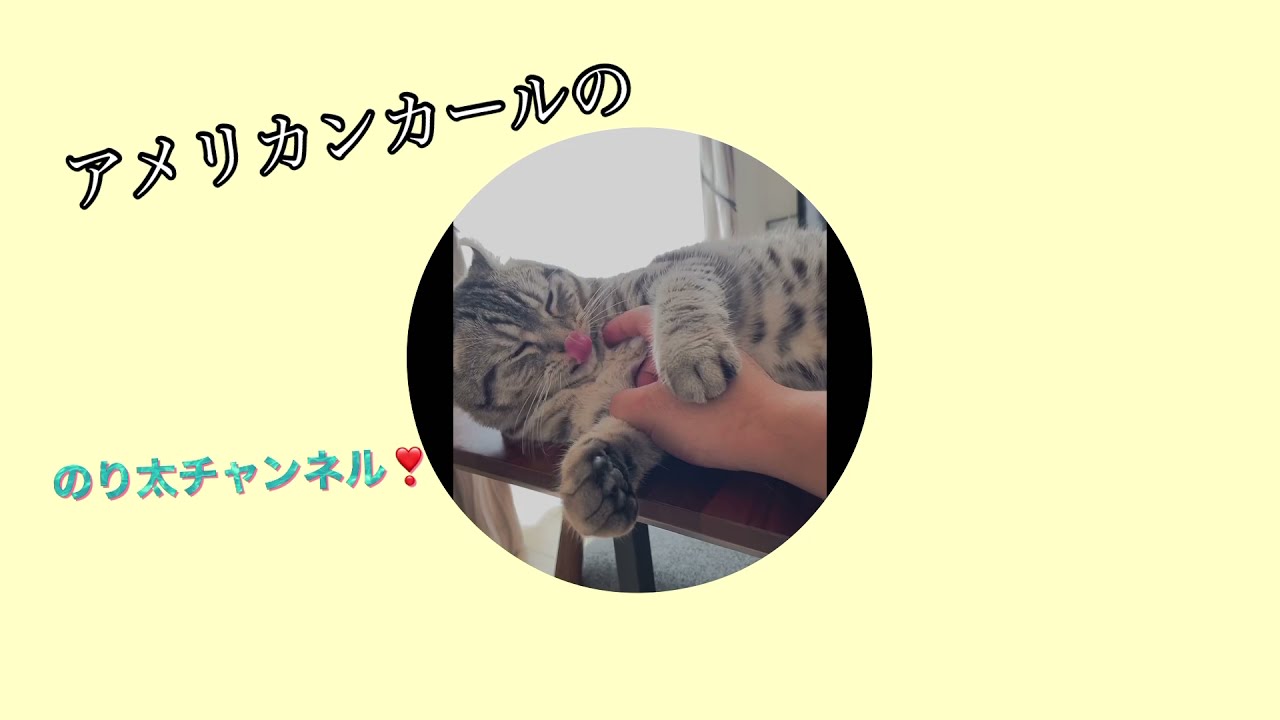 猫の『アメリカンカール⭐︎のり太』YouTubeデビュー