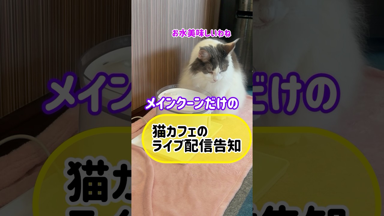 メインクーンだけの【猫カフェの出勤風景】#cat #cooncat #mainecat #もふもふ