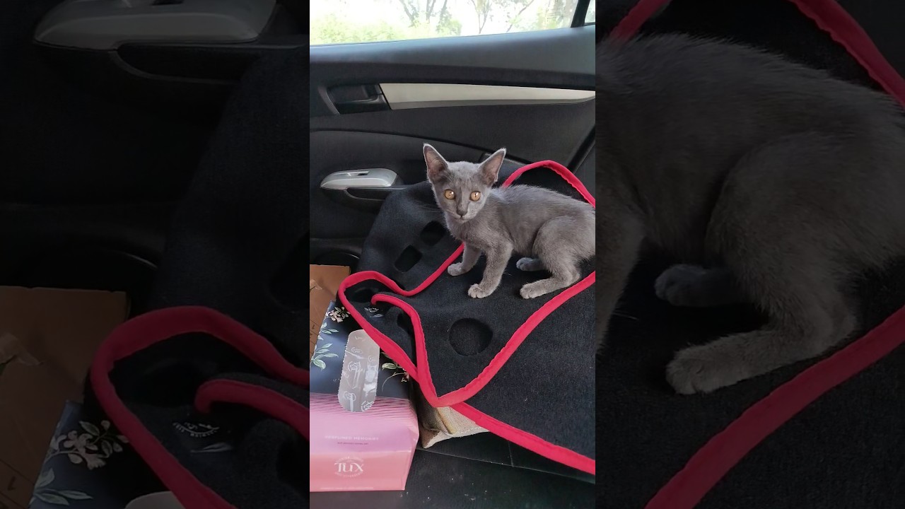 What's the breed of this little kitten.