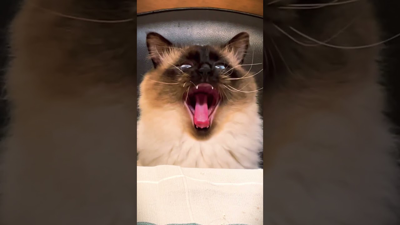 #猫 #ねこのいる生活 #かわいい猫 #ヒマラヤン #ねこ動画