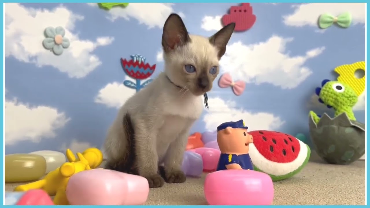 725136 トンキニーズ