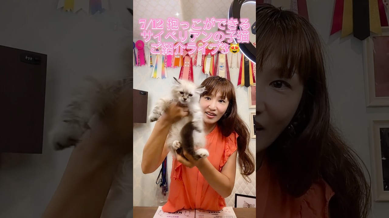 #サイベリアン をお迎えするならサイベリアン専門店ロイヤルキャッツ❣️抱っこができる最高の #子ネコ が皆様をお待ちしてます♪まずは猫カフェでお試し下さい#ペットショップ