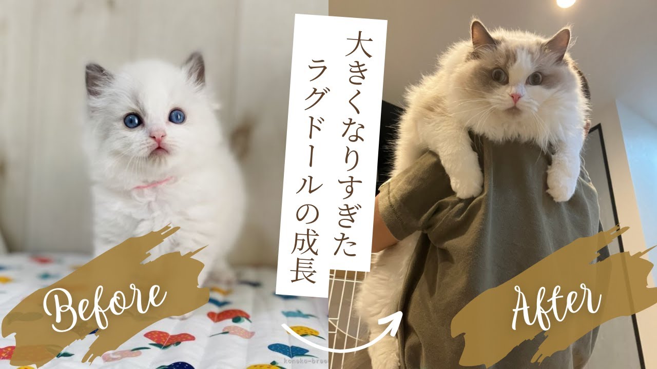 【デカすぎ】ラグドールの0歳から1歳までの成長をまとめてみた❕❕