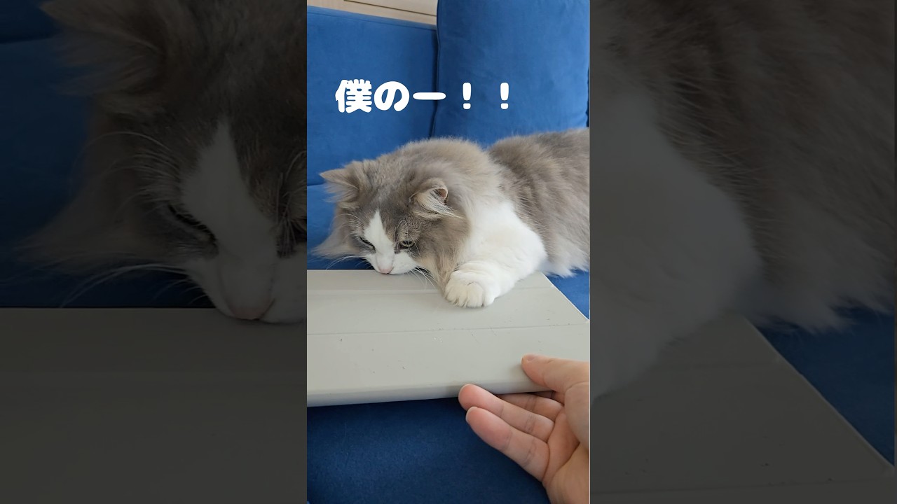 iPadは渡さないにゃ　#マンチカン #マンチカン短足 #なぜかお気に入り