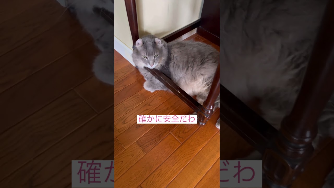 避難避難 #ねこ動画 #アメリカンカール #猫との暮らし