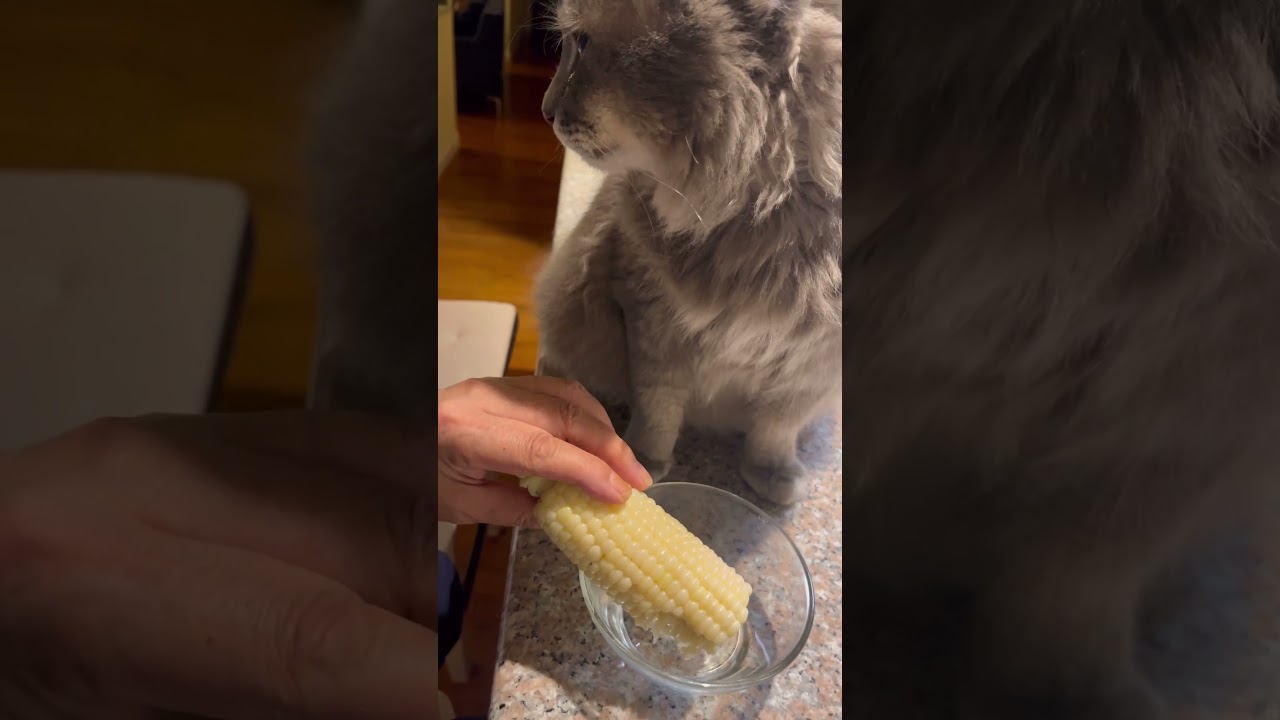 お魚天国とうもろこし編 #ねこ動画 #アメリカンカール #かわいい猫 #猫あるある