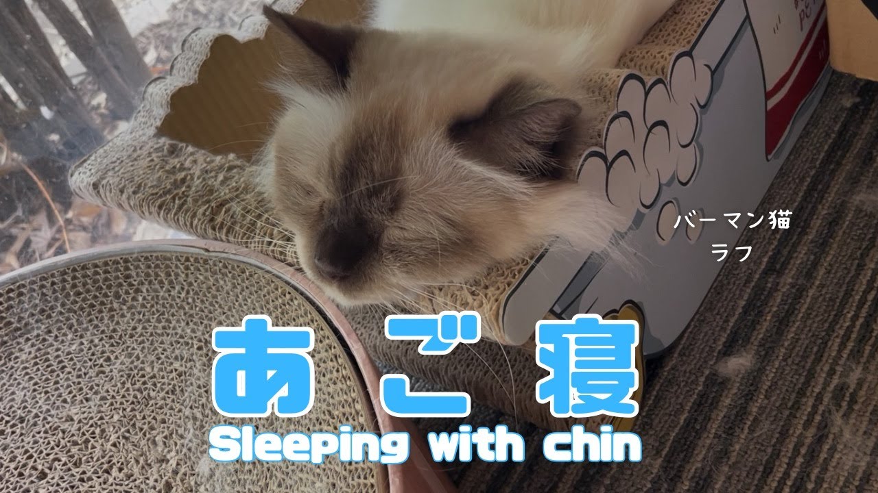 バーマン猫ラフ【あご寝】Sleeping with chin（バーマン猫）Birman/Cat