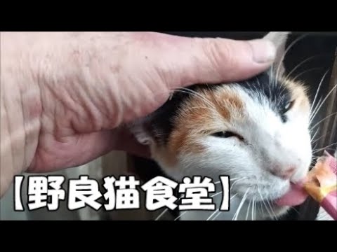 【野良猫食堂】猫パンチもするけど、ナデナデもさせてくれる野良猫ちゃん