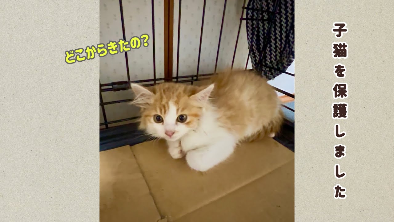 庭に現れた子猫を保護しました【捕獲保護まで】
