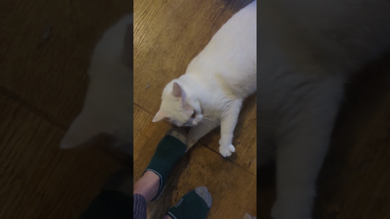 スフィンクスで無い門番のトート君は問答無用で検問します　 #cat #オッドアイ #ねこのいる暮らし