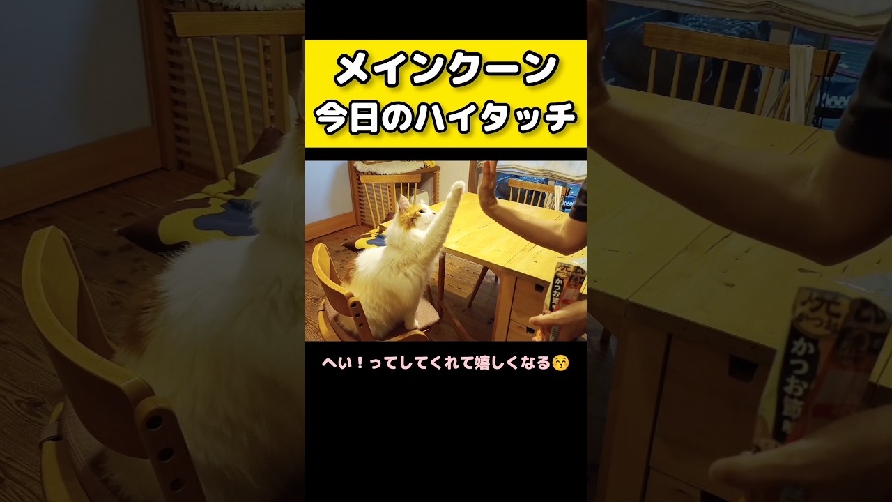 これだけで幸せ！ #メインクーン #猫 #猫のいる暮らし#cat #mainecoon #catlover​  #catshorts​ #cute​ #cutecat​ #fyp​