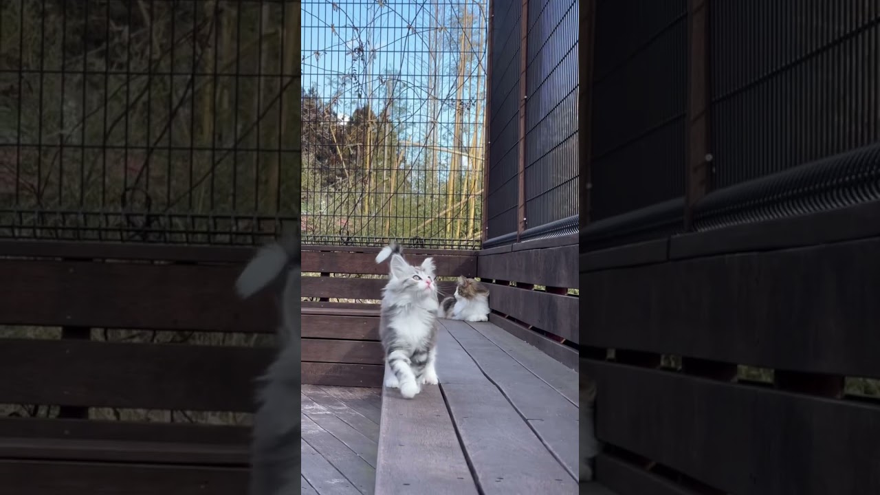 ヨッパライみたいな子猫。 #ノルウェージャンフォレストキャット #子猫 #那須