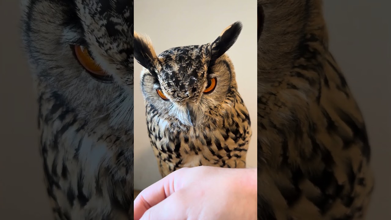 本日のふー Foo of the day 【ベンガルワシミミズク】 #owl #フクロウ #birds #animals #cute #wildlife #cat #pets #funny