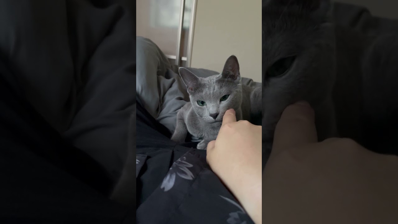#ロシアンブルー #cat #猫のいる暮らし
