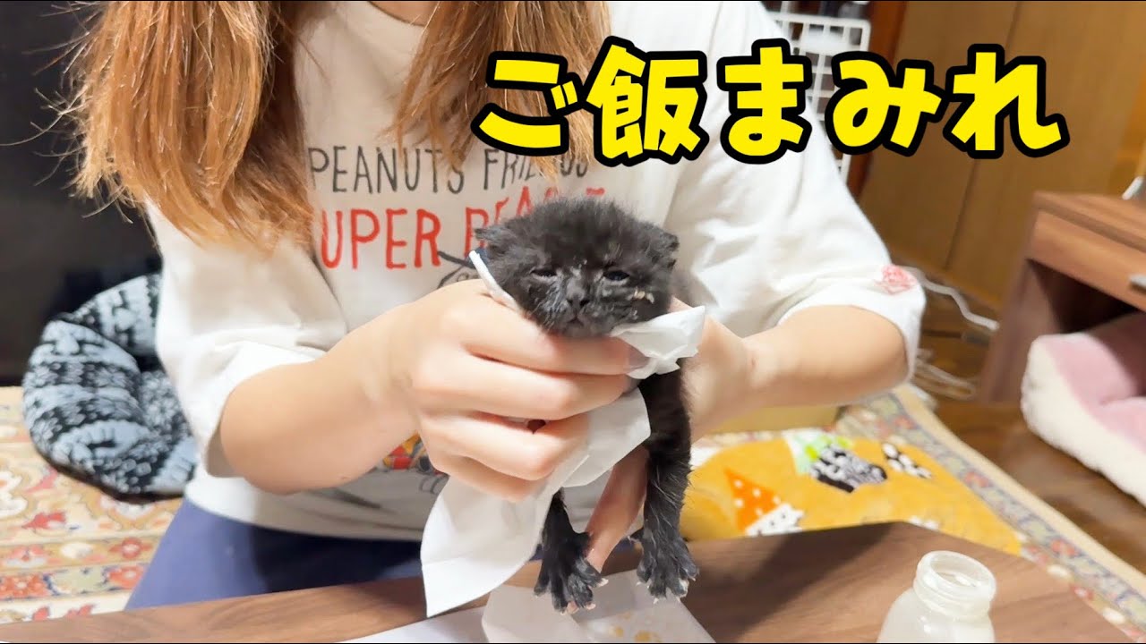 保護した子猫の成長物語。ミルクから離乳へ。