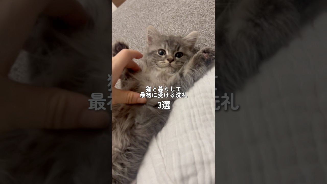 猫と暮らして最初に受ける洗礼3選 #マンチカン #猫のいる暮らし #猫 #cat #マンチカンのあめ君