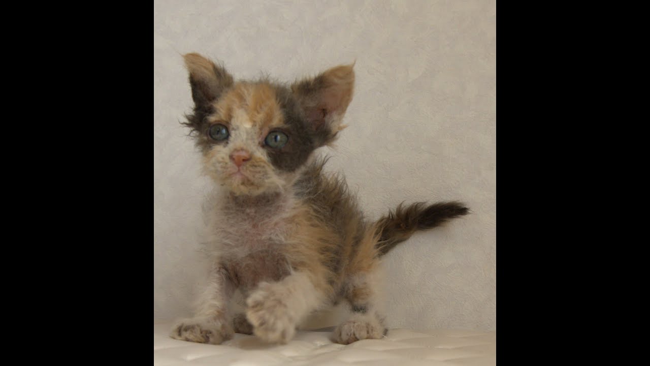 セルカークレックス子猫　Selkirk Rex　2025.5.28産まれ　キャリコ　三毛猫　巻き毛　女の子　シーダキャット猫のお店