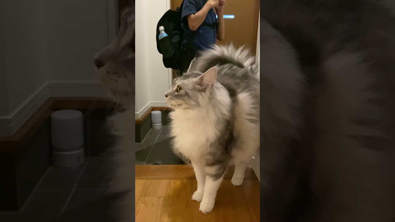 朝、少年を名残惜しそうに玄関で見送る大型猫 #メインクーン#shorts