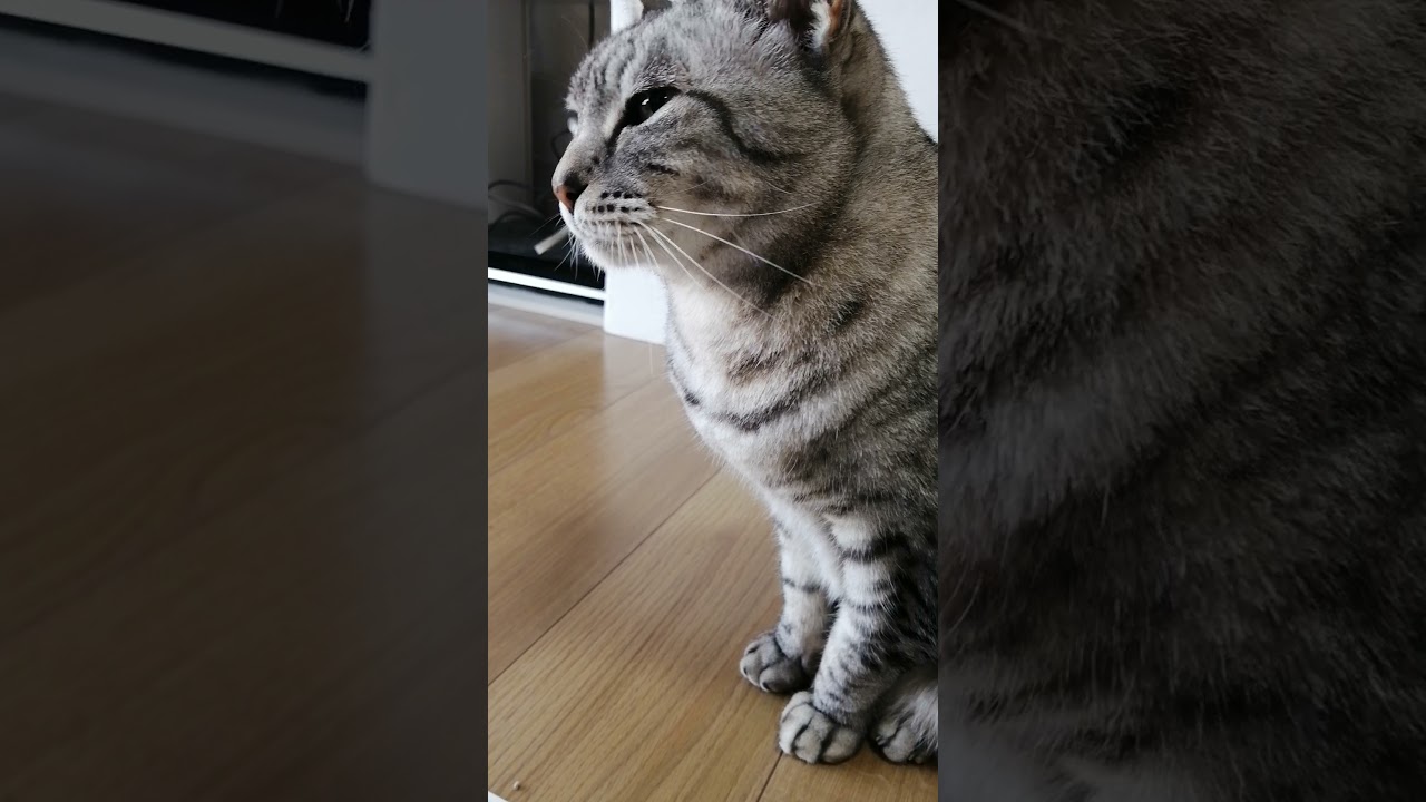 今日のまう#猫 #猫のいる暮らし #猫動画 #エジプシャンマウ #ねこ