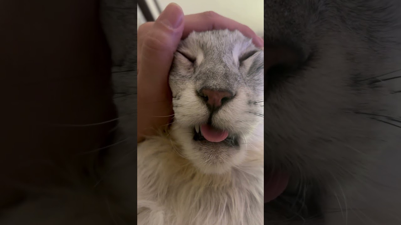 癒してあげるつもりが、いつも癒される飼い主✨#メインクーン