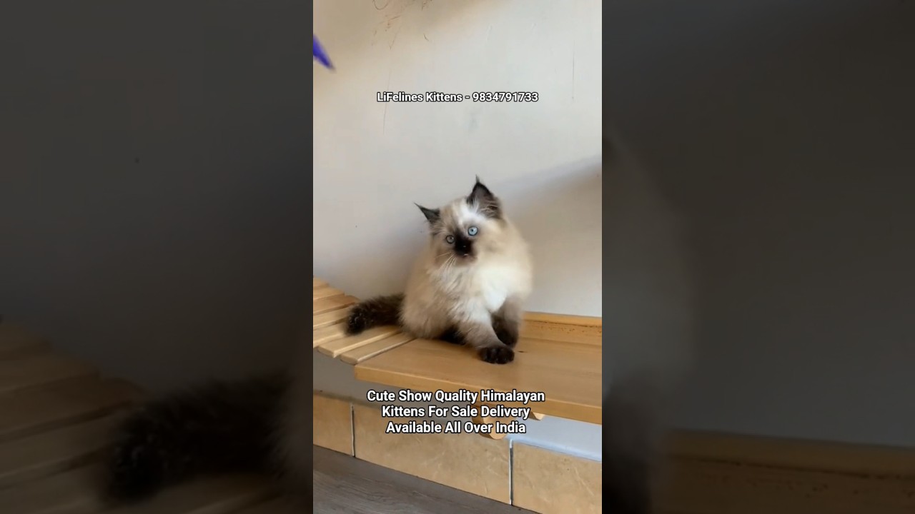 Pure Himalayan Cat Kittens Price in Bangalore #himalayancat #gurgaon #kolkata #ragdoll #pune #noida