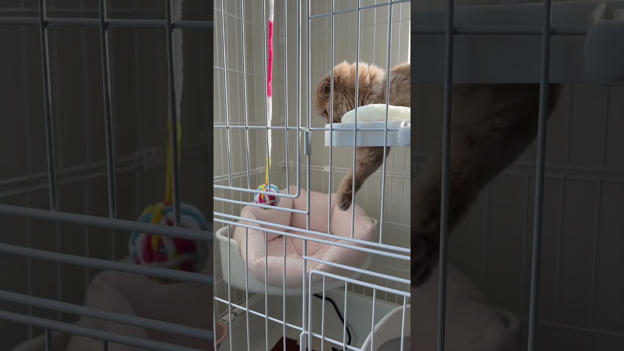 横着するねこ　【スコティッシュフォールドロングヘアー】