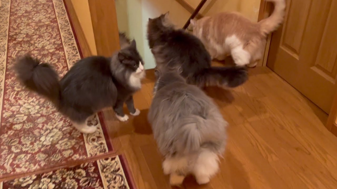 【おはよう☀️】もふ猫たちの朝の日課が、毎日可愛すぎる♡ノルウェージャンフォレストキャットとターキッシュアンゴラ