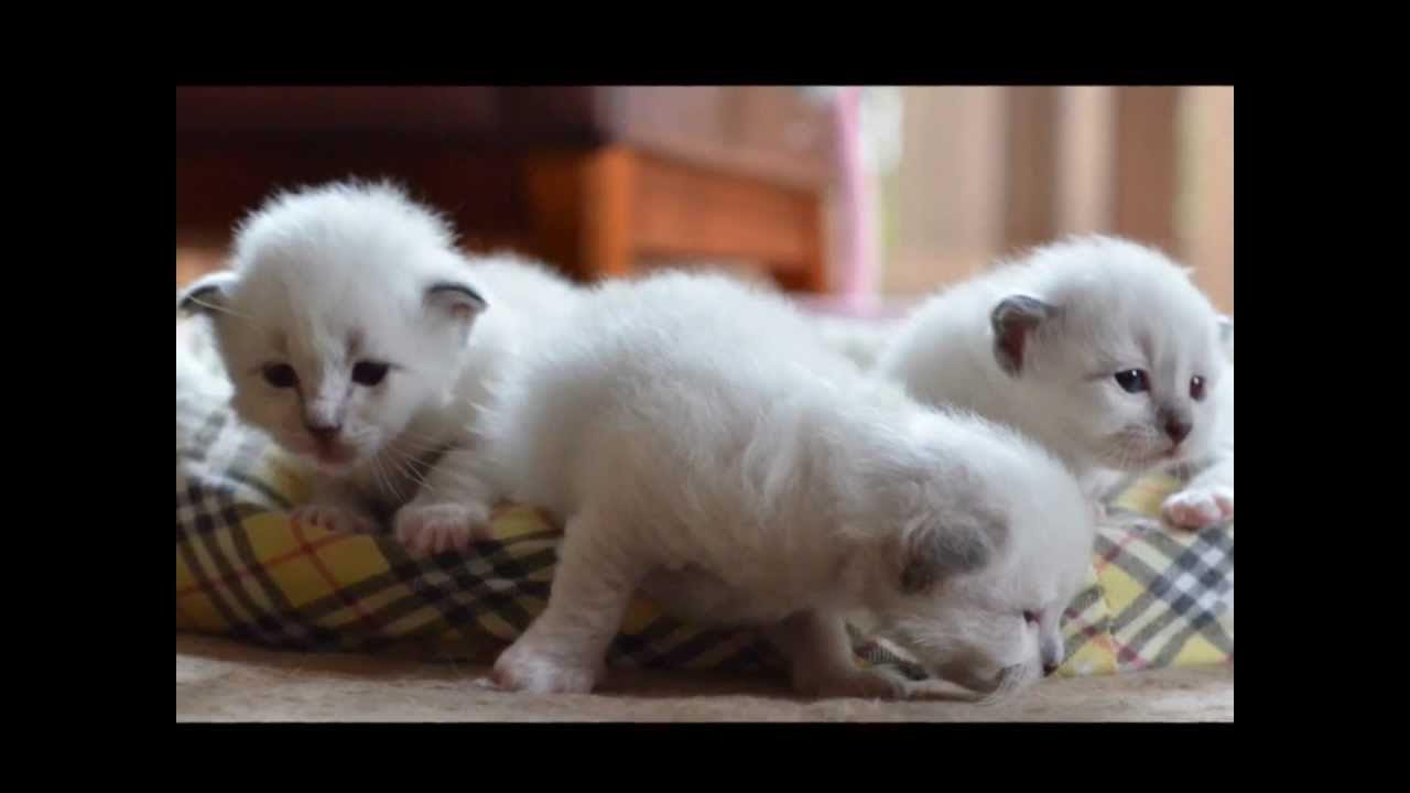 バーマンの子猫たち６月１９日.wmv