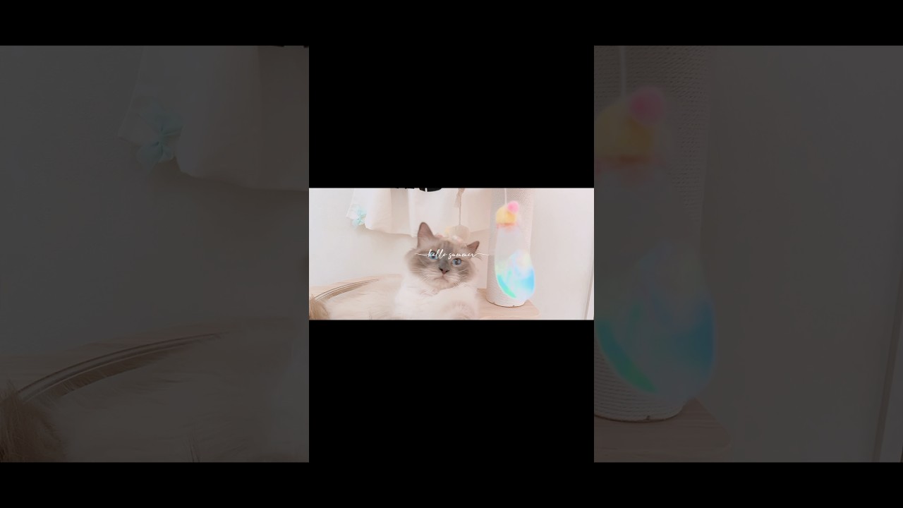 マンチカンラグドール長毛猫の夏☀️🍉　#shorts #ragdoll #猫動画 #animals #猫のいる生活