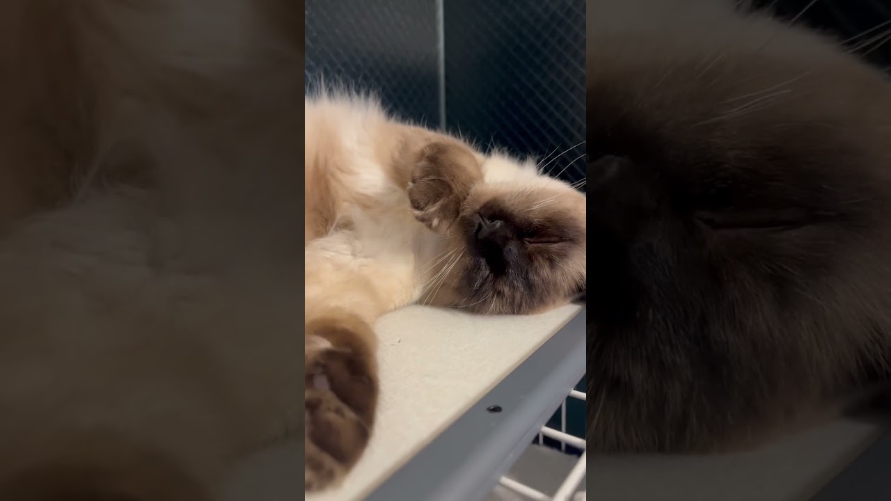 いい夢見てね♪ヒマラヤンこてつ #ねこのいる生活 #猫 #ほごねこ #ヒマラヤン #保護猫