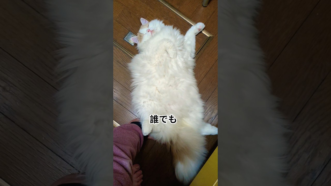 誰でもぉ〜♬#猫 #スコティッシュフォールド #cat #猫のいる暮らし #shorts