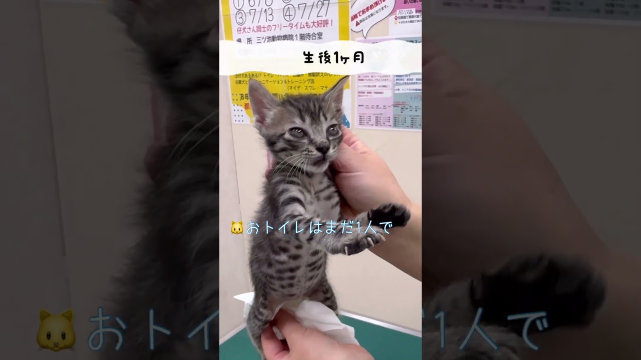 生まれたての子猫でもこんなに大きな声で鳴きます！小さな怪獣！【サバトラの保護猫】#shorts