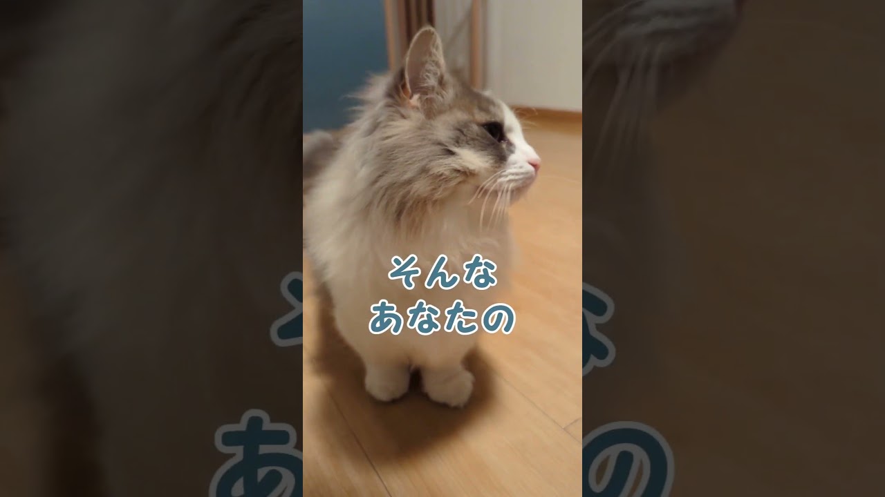 猫ちゃん上から見下ろしてるよ🐱#短足マンチカン #マンチカン #長毛猫