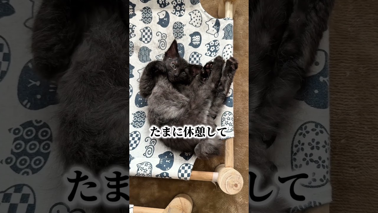 ヨルちゃんの日常。